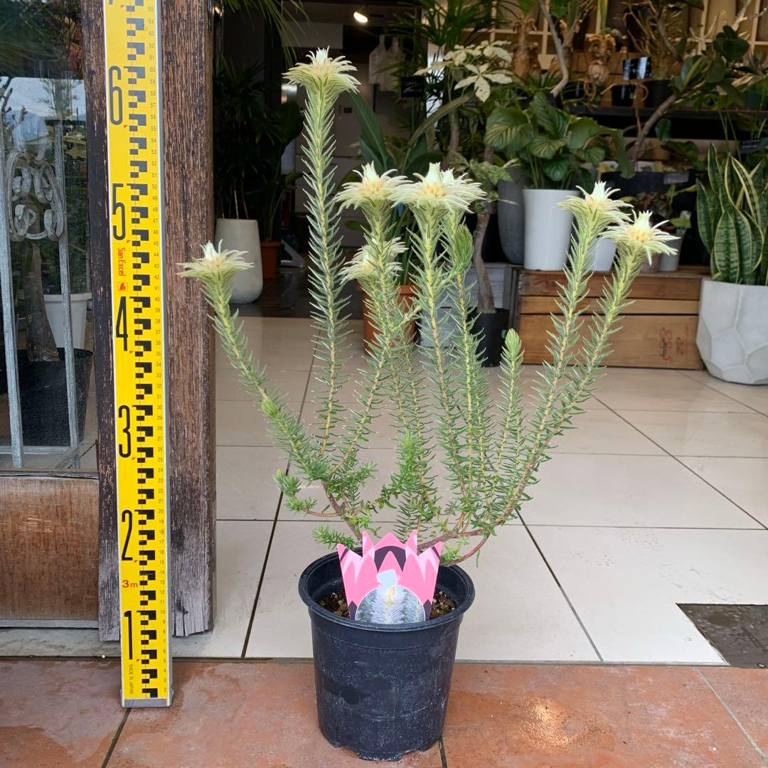 希少 フィリカ ハイドラ 4