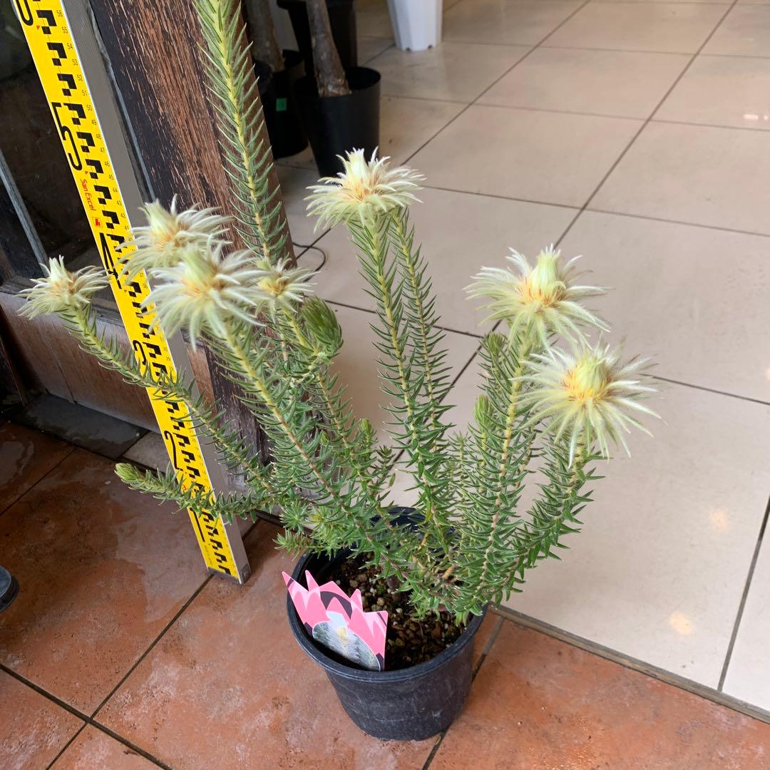 希少 フィリカ ハイドラ 4