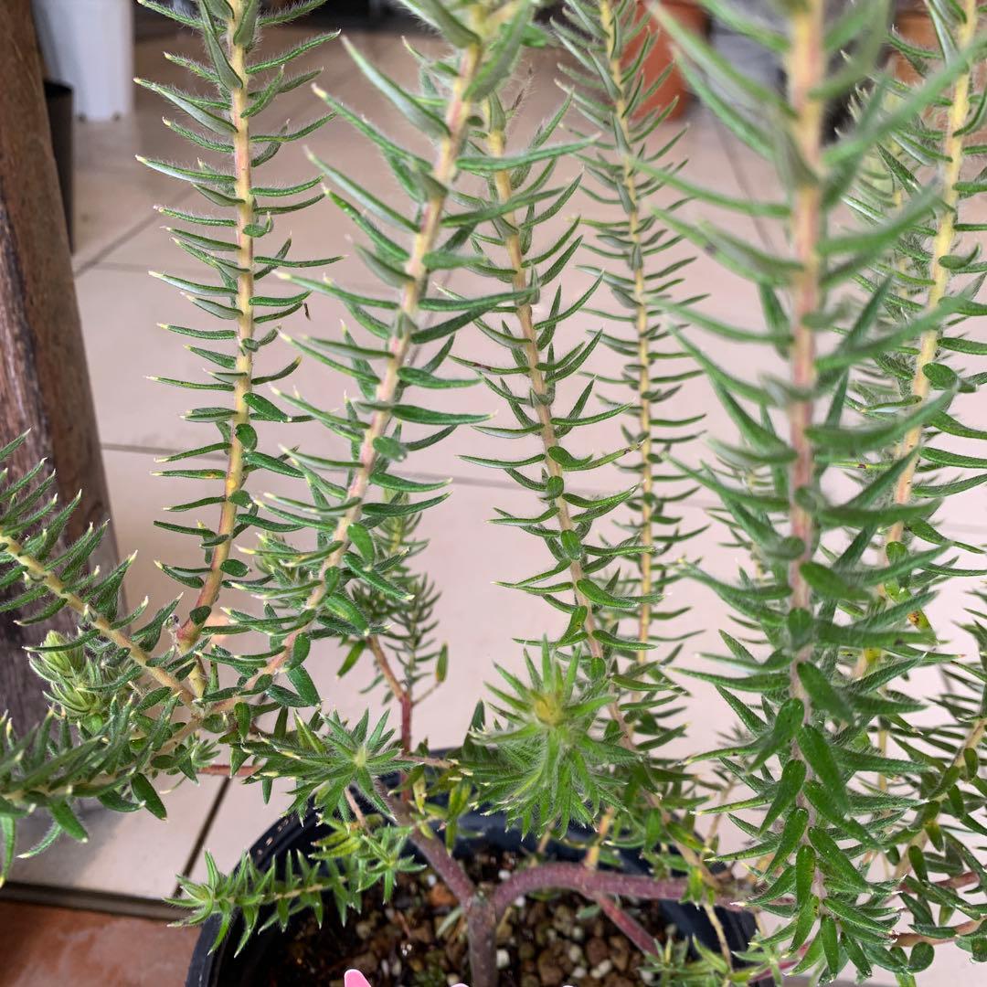 希少 フィリカ ハイドラ 4