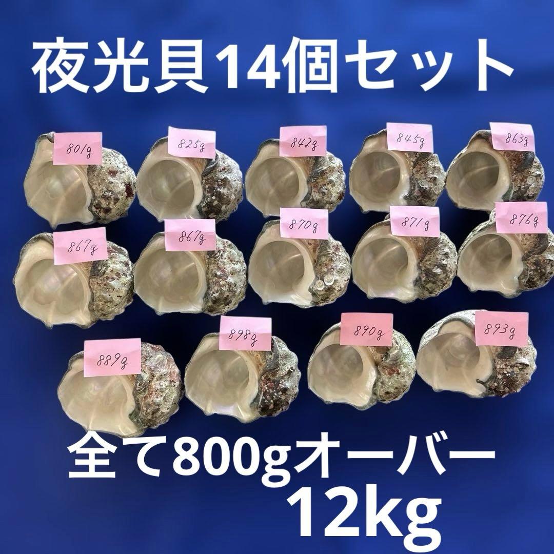 夜光貝　ヤコウ貝　まとめ売り　14個　12、0kg アクセサリー　ルアー