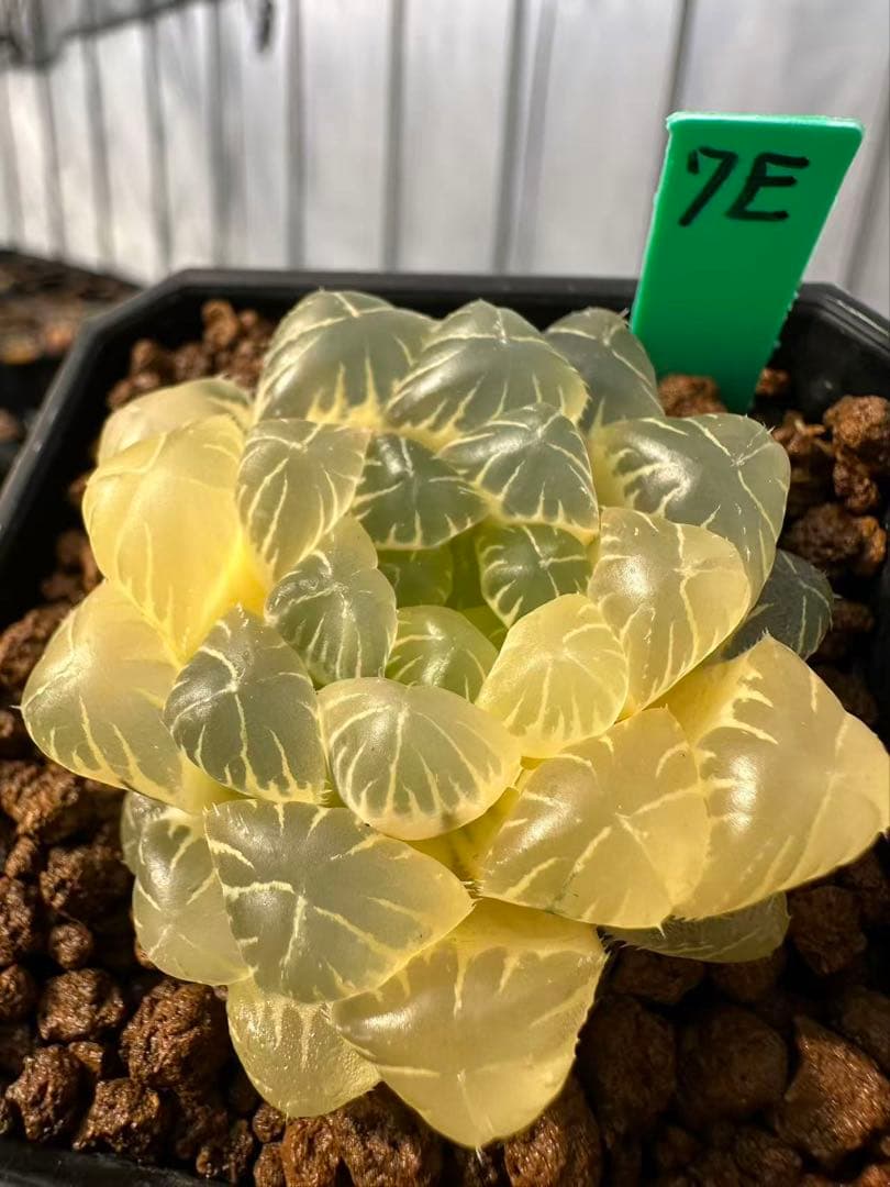 7E 多肉植物 ハオルチア 湖水オブツーサ錦糊斑