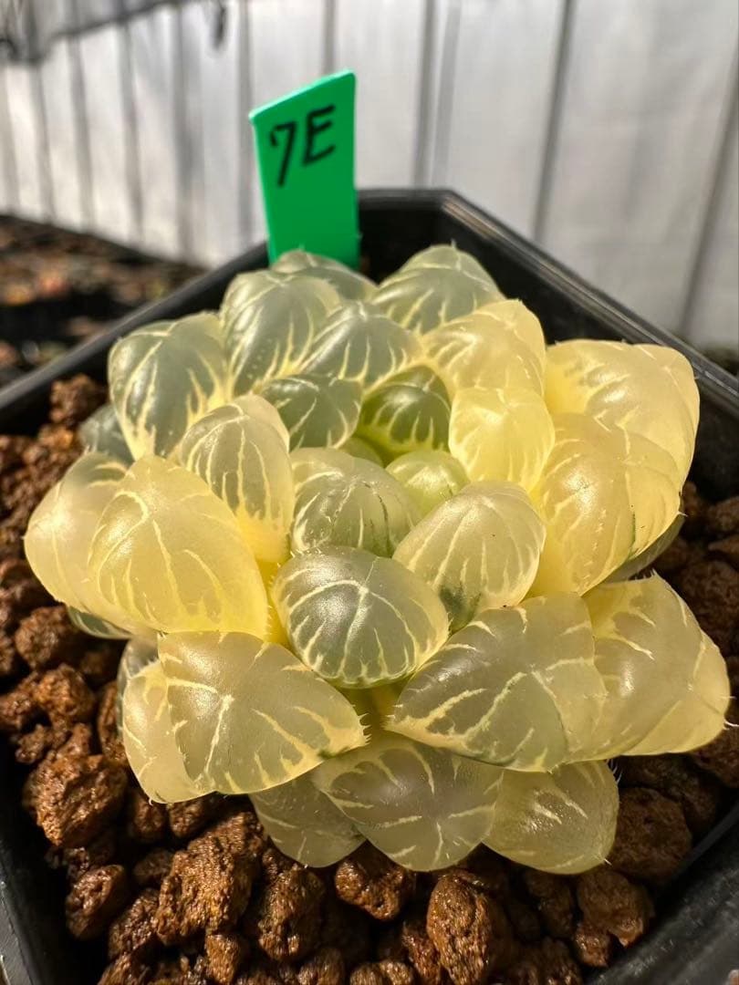 7E 多肉植物 ハオルチア 湖水オブツーサ錦糊斑