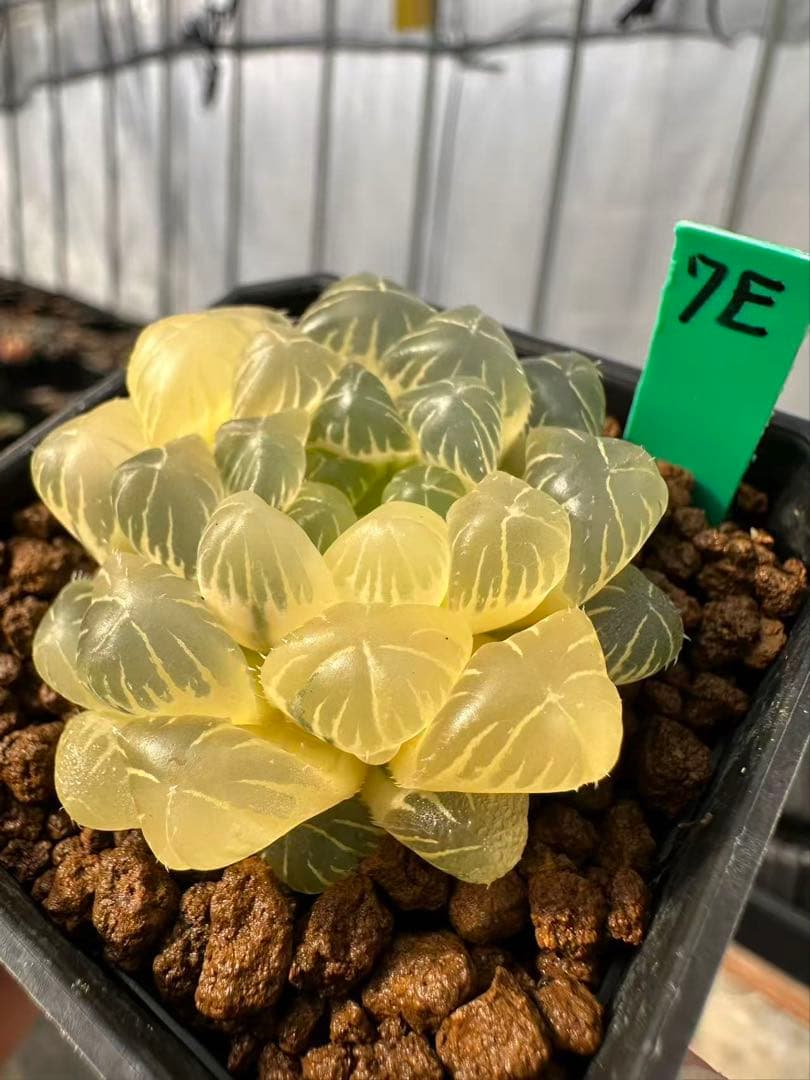 7E 多肉植物 ハオルチア 湖水オブツーサ錦糊斑