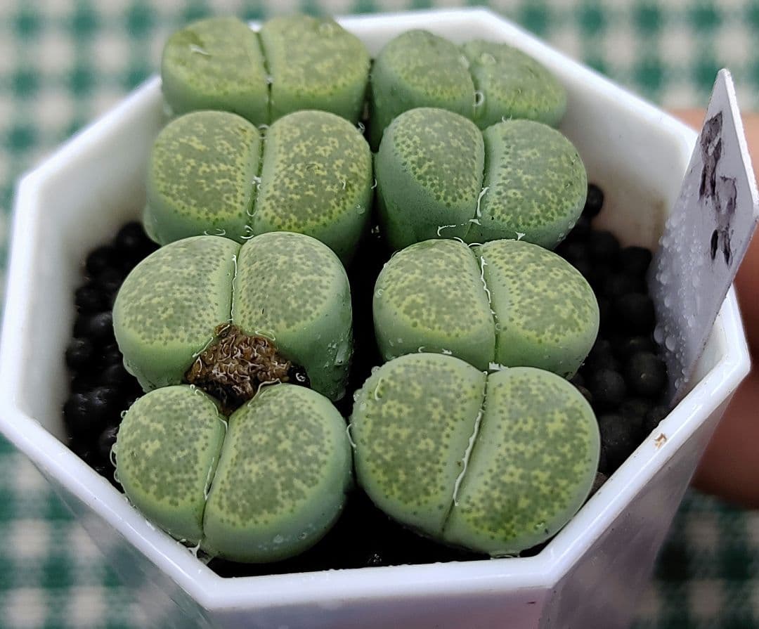 kamekichinosuke3様　まとめ用リトープス　S40、44、45、47