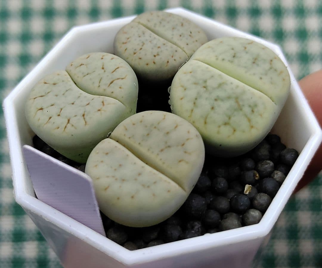 kamekichinosuke3様　まとめ用リトープス　S40、44、45、47