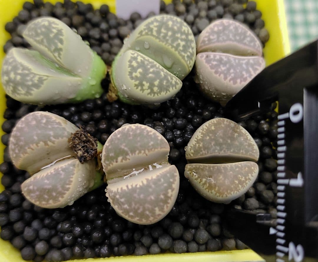 kamekichinosuke3様　まとめ用リトープス　S40、44、45、47