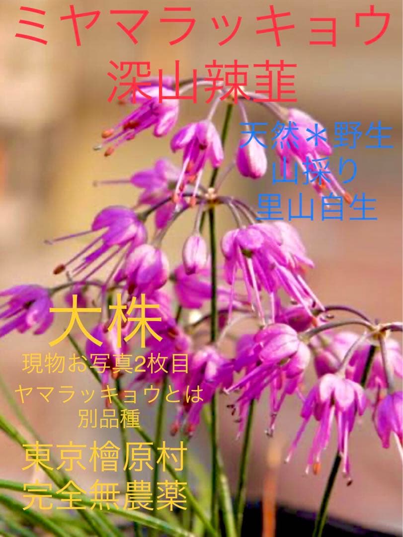 希少＊天然野生【ミヤマラッキョウ＊深山辣韮】大株＊抜き苗＊宅急便コンパクト発送