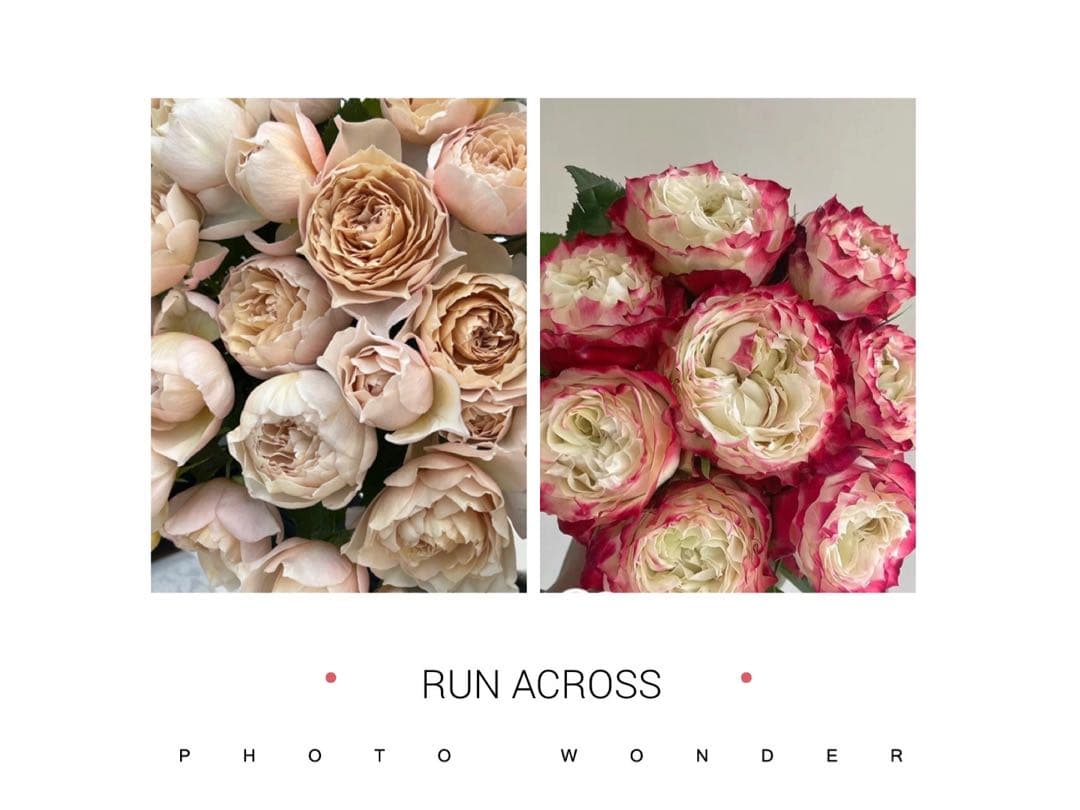 「もとみ」 切り花品種バラ苗　レアバラ 2点