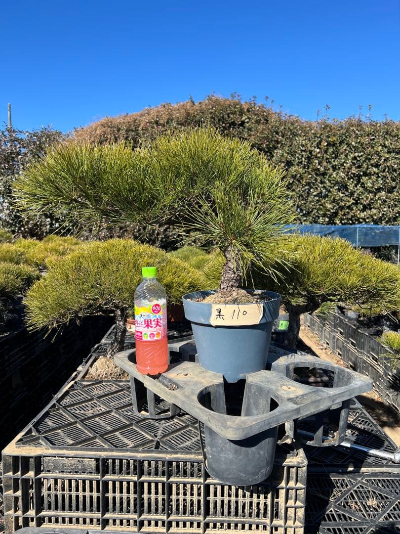 黒松盆栽　中品　樹齢約35年　110