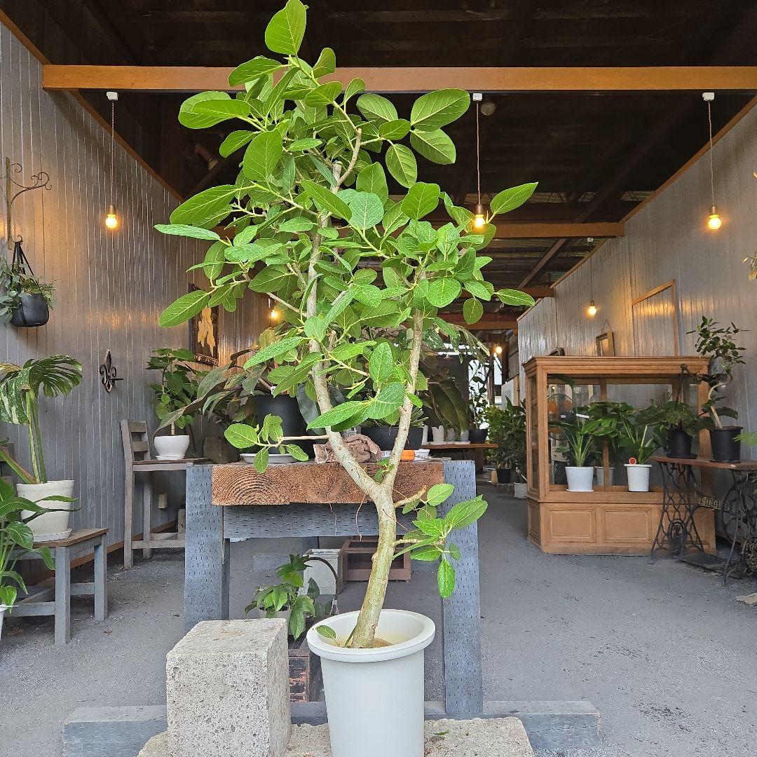 ⑤　フィカス　ベンガレンシ　10号　特大苗木最高等級極上品‼️　極太