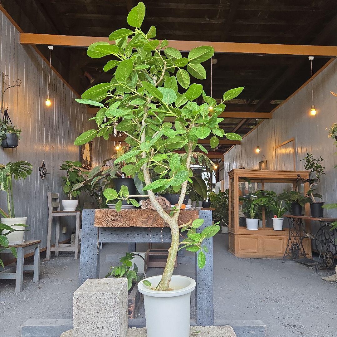 ⑤　フィカス　ベンガレンシ　10号　特大苗木最高等級極上品‼️　極太