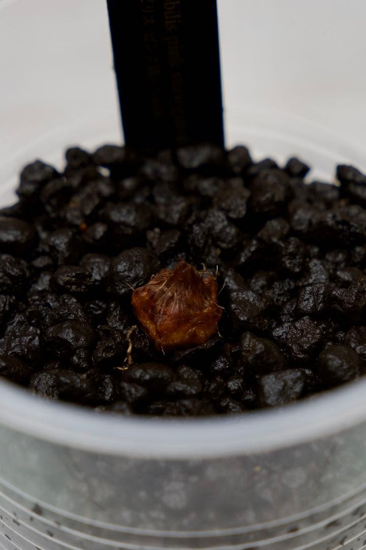 アロカシア ノビリス 斑入り ピンク AA05【マドカズラ モンステラ】