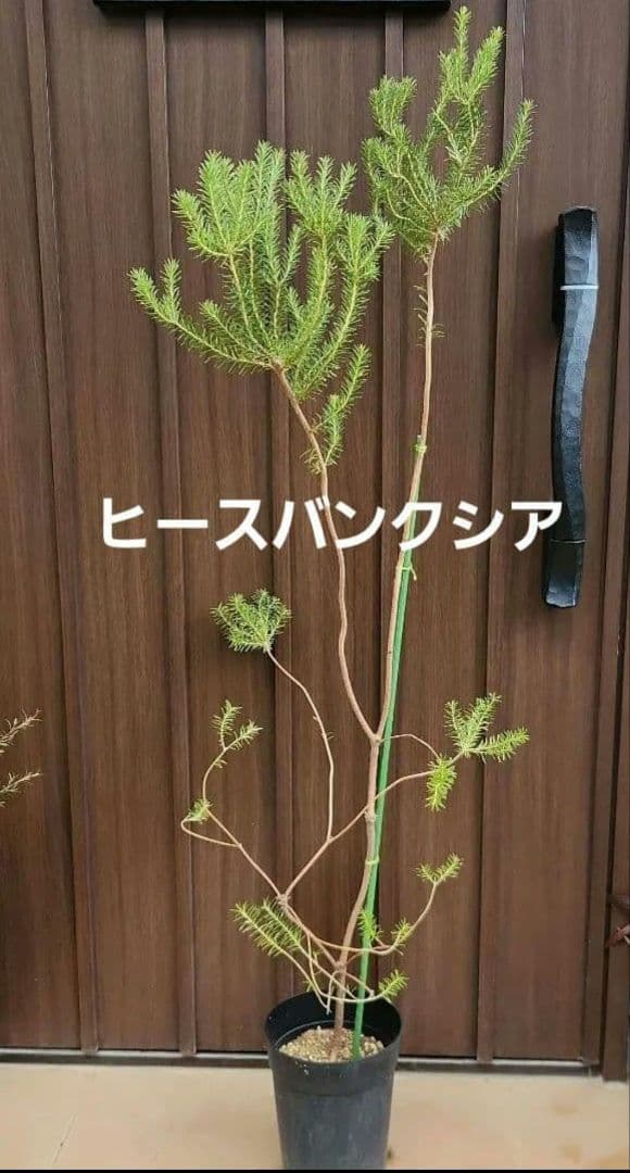 ヒースバンクシア　鉢植え　苗　オージープランツ　ドライガーデン
