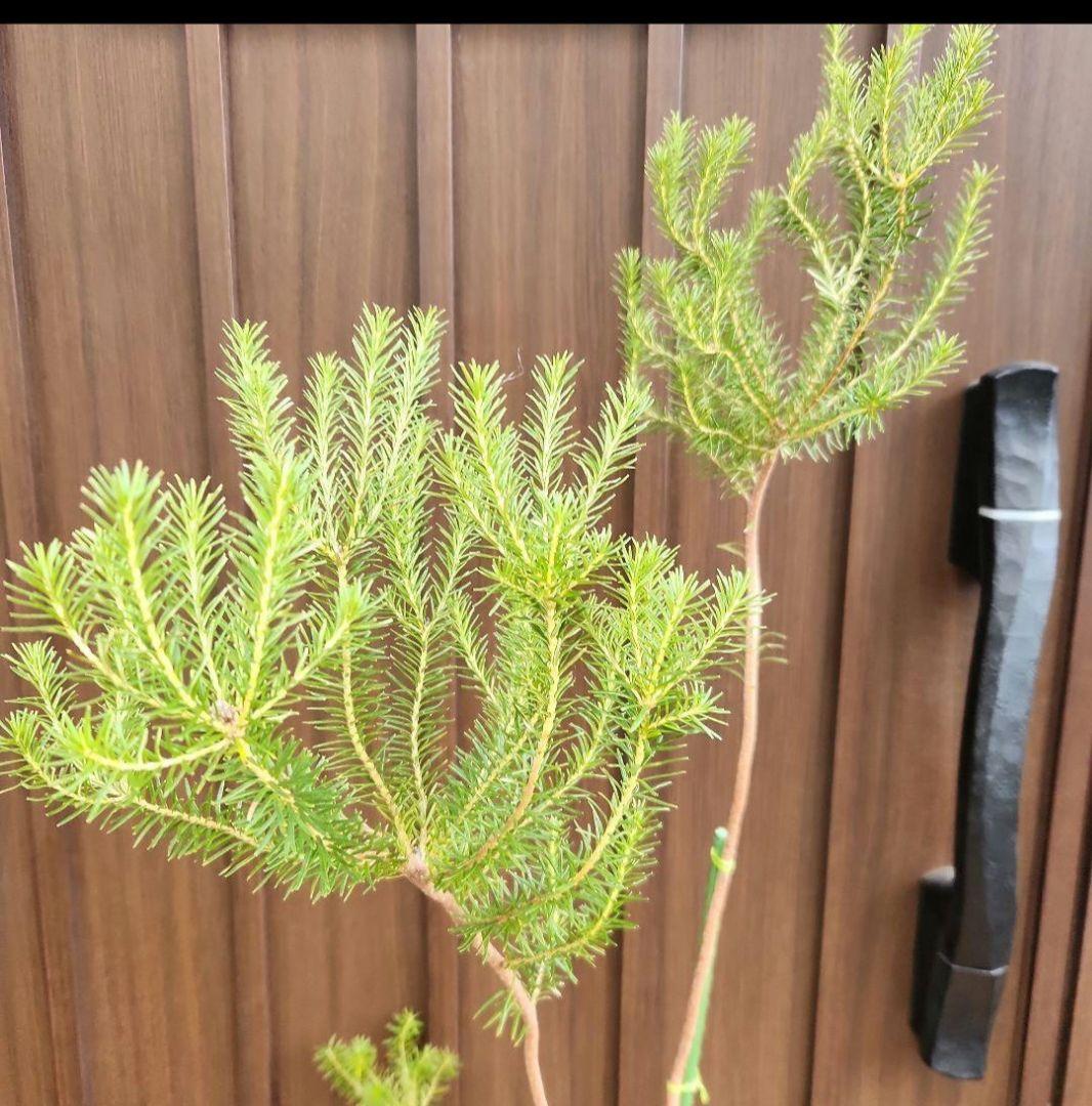 ヒースバンクシア　鉢植え　苗　オージープランツ　ドライガーデン