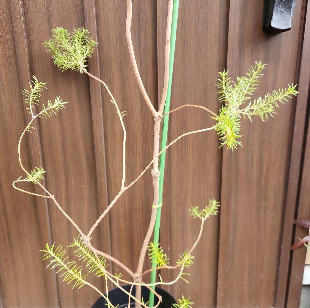 ヒースバンクシア　鉢植え　苗　オージープランツ　ドライガーデン