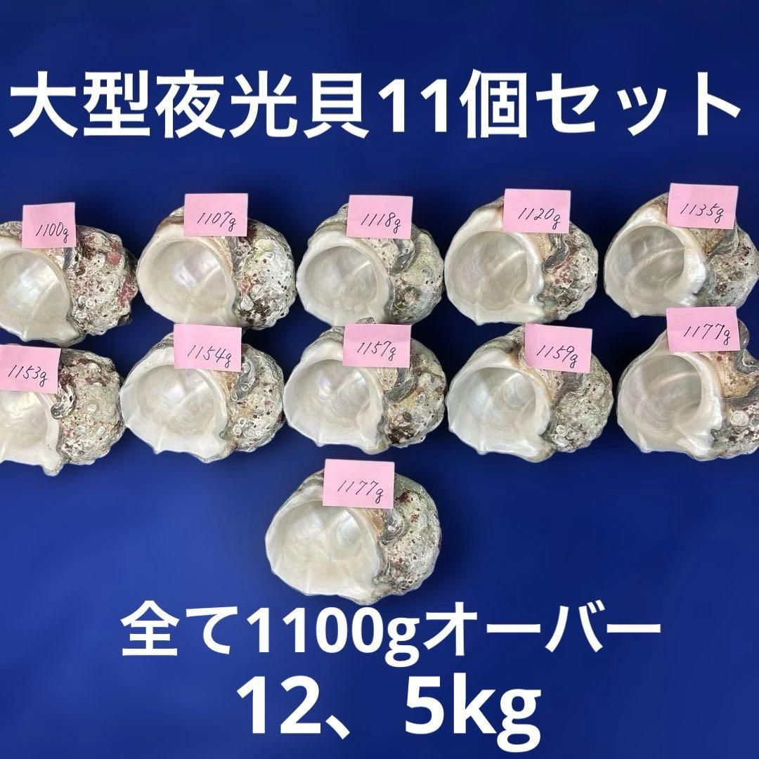 大型夜光貝　ヤコウ貝　まとめ売り　11個　　　12、5kg アクセサリー　ルアー