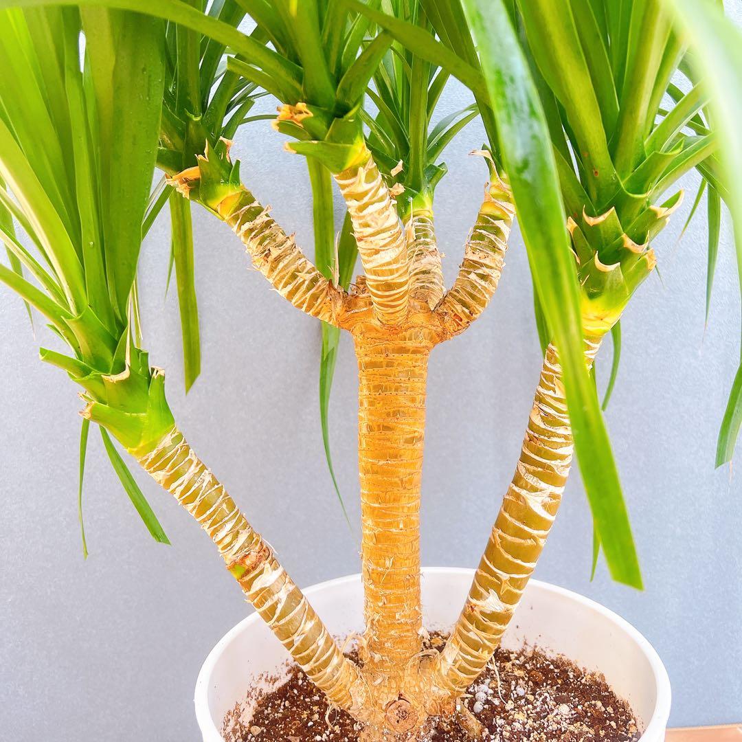 現品　ドラセナ　カンボジアーナ　1番　観葉植物　インテリア　ドライガーデン