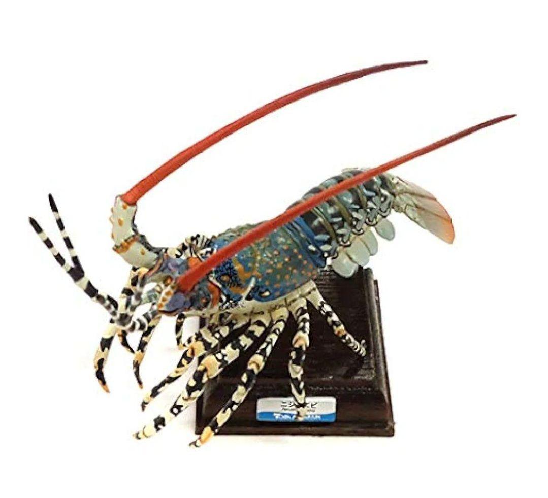 美品　ネイチャーテクニカラー　鳥羽水族館　ニシキエビ