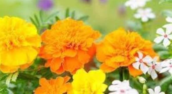 里芋の種、大量千粒＋マリーゴールド花種＋全国匿名送料無料です