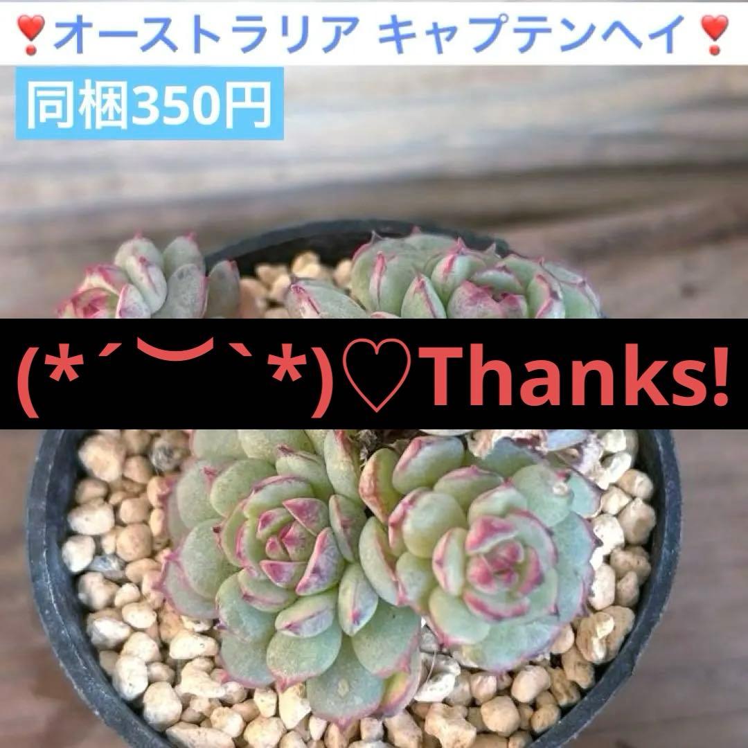 ❣️オーストラリア キャプテンヘイ❣️現品 エケベリア 寄せ植え 多肉弁当 多肉植物