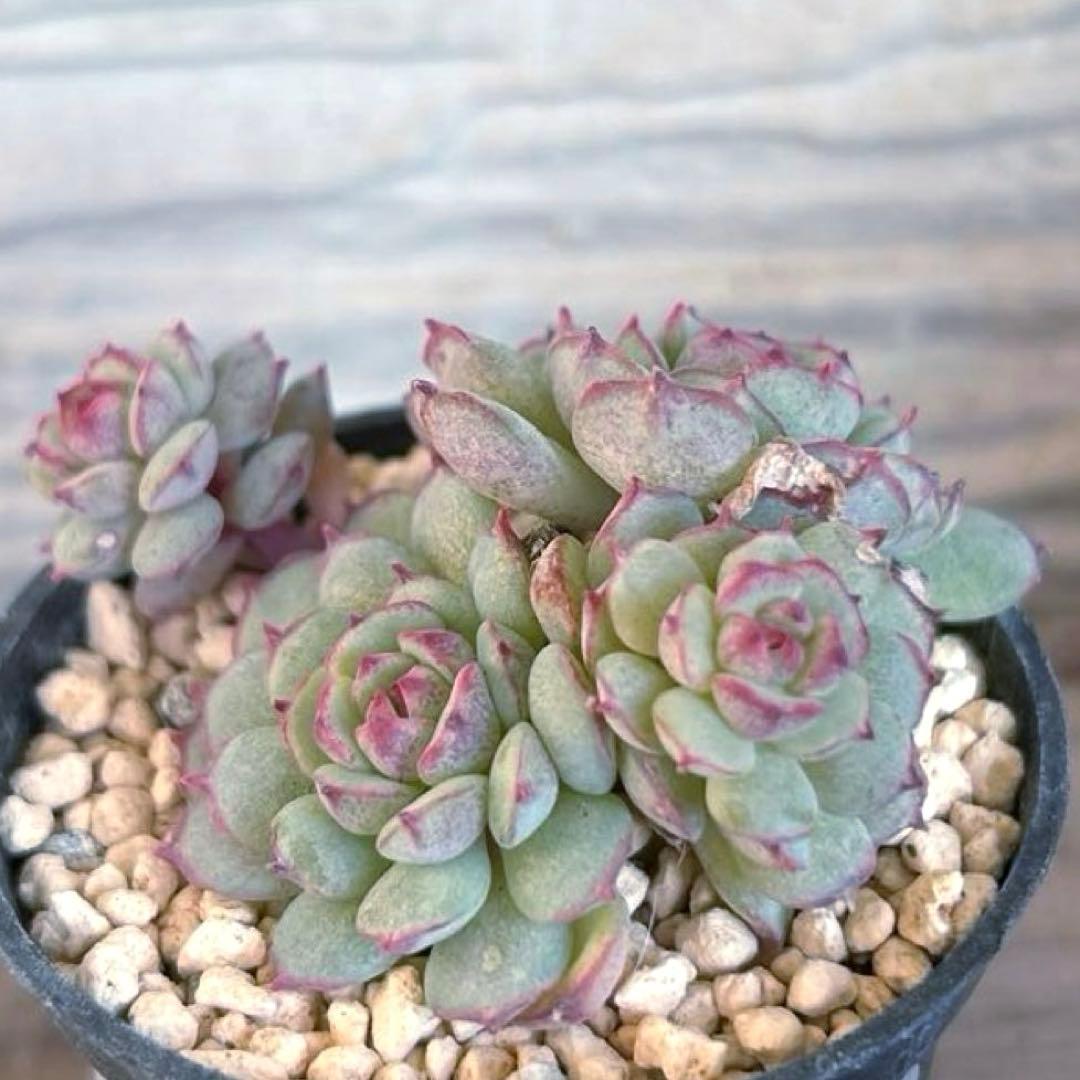 ❣️オーストラリア キャプテンヘイ❣️現品 エケベリア 寄せ植え 多肉弁当 多肉植物