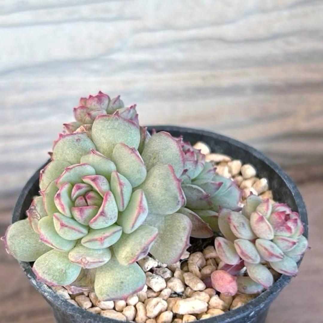 ❣️オーストラリア キャプテンヘイ❣️現品 エケベリア 寄せ植え 多肉弁当 多肉植物