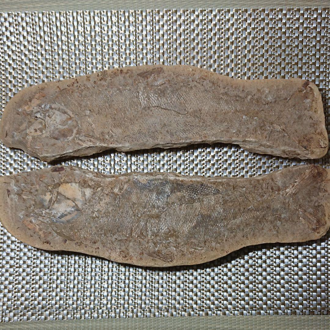 魚の化石