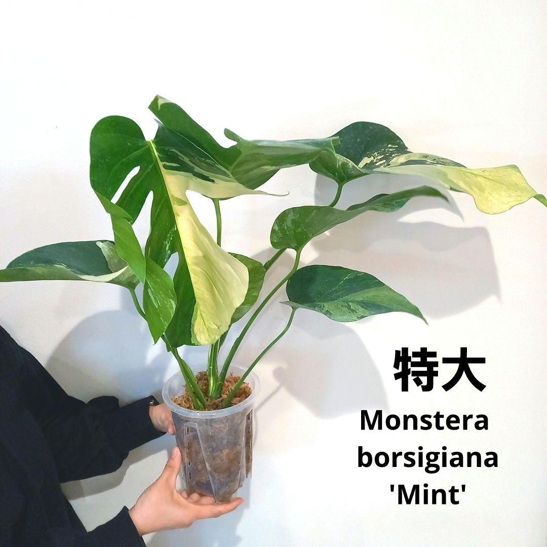 モンステラ ボルシギアナ ミント 特大