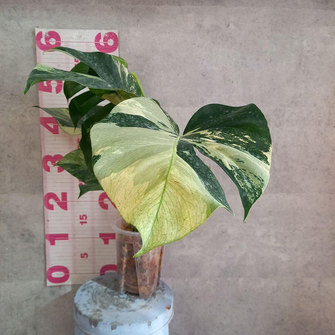 モンステラ ボルシギアナ ミント 特大