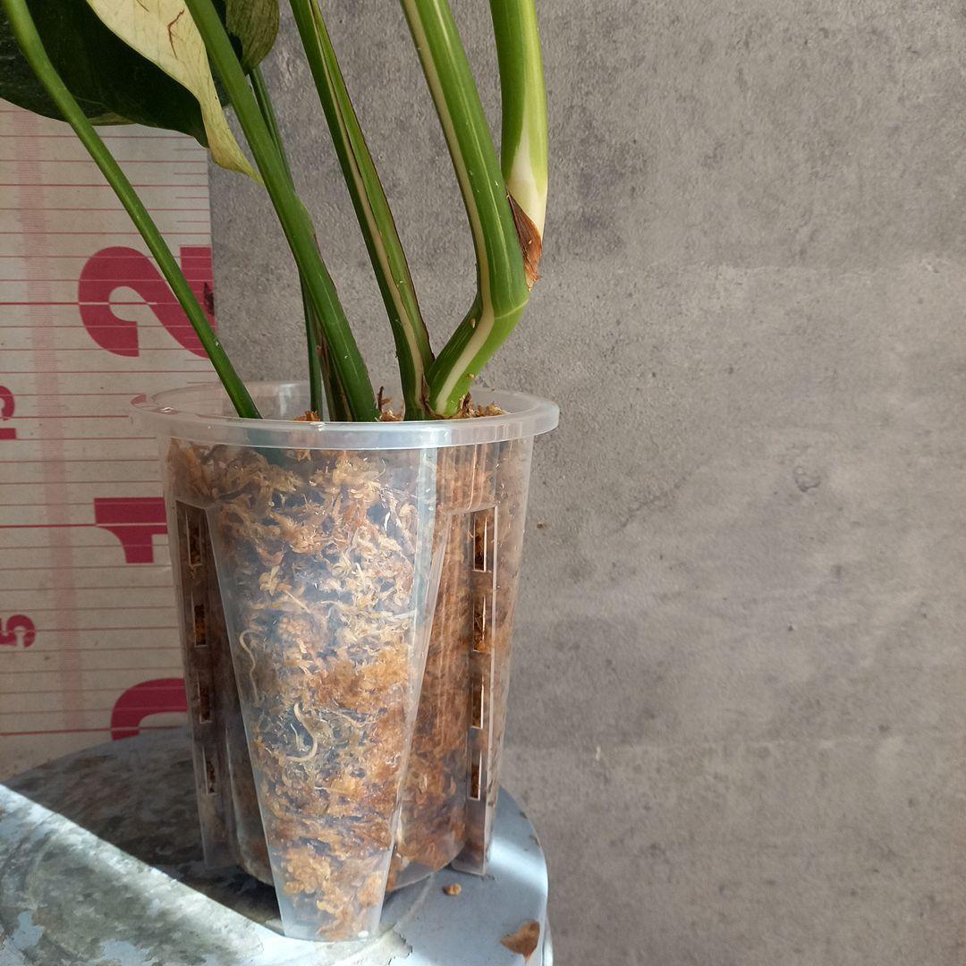 モンステラ ボルシギアナ ミント 特大