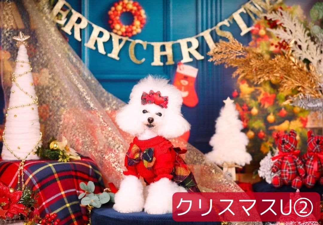 背景布【　お正月E　】サンプル　年賀状、ペット、子供撮影用　和柄　赤富士　梅の花