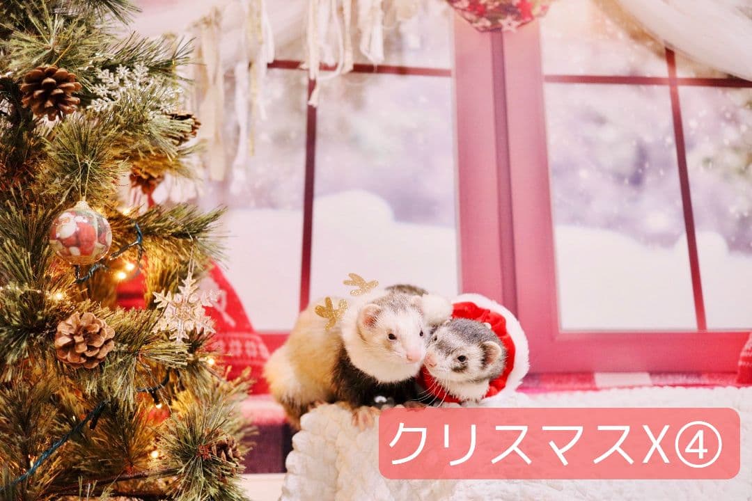 背景布【　お正月E　】サンプル　年賀状、ペット、子供撮影用　和柄　赤富士　梅の花