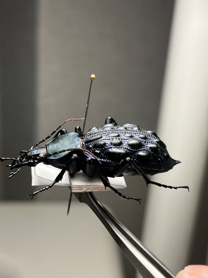 【41mm】Coptolabrus pustuliferイボカブリモドキ標本