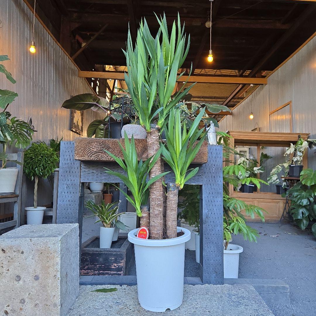 ①　ユッカ　エレファンティペス　８号　最高等級極上品‼️4本立ち