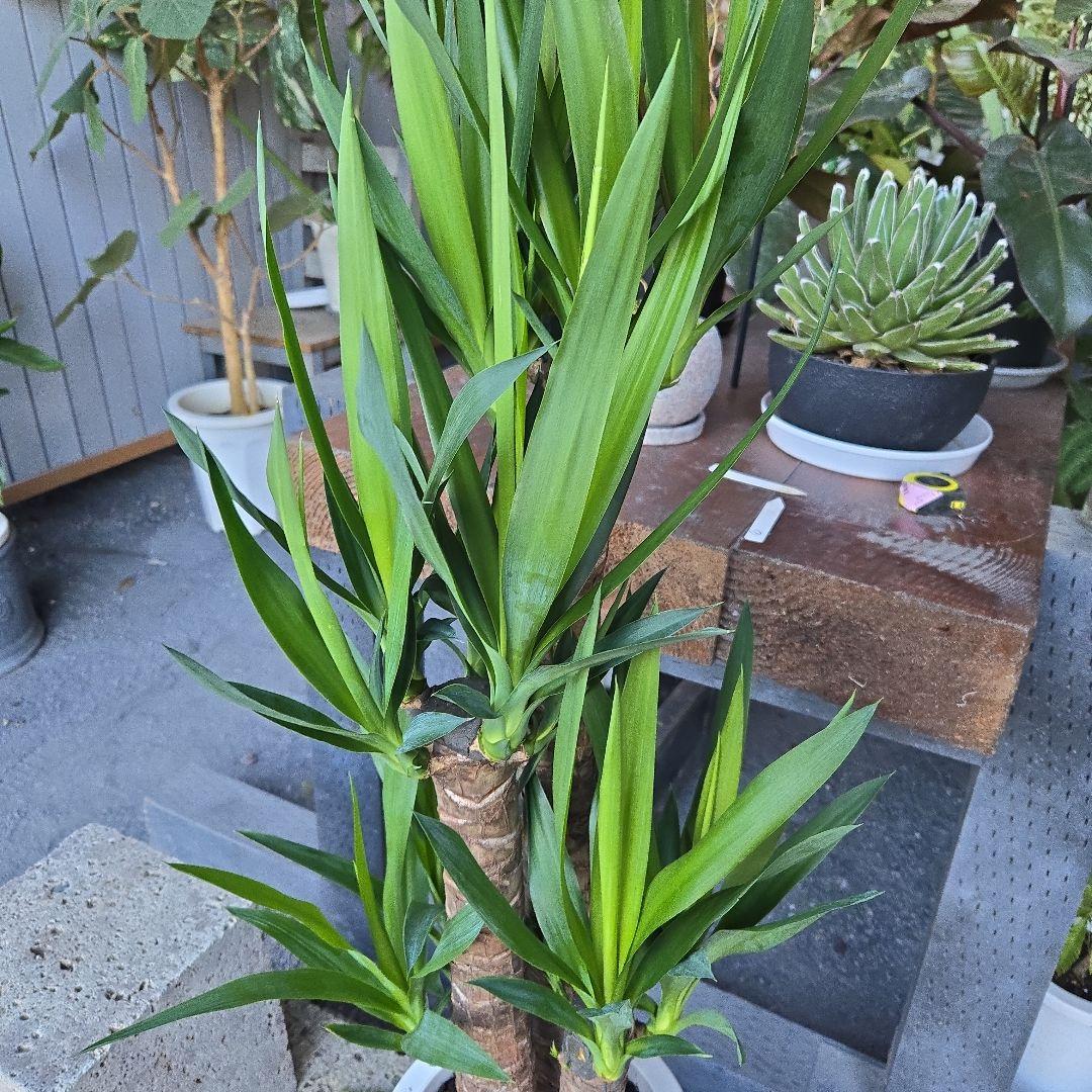 ①　ユッカ　エレファンティペス　８号　最高等級極上品‼️4本立ち