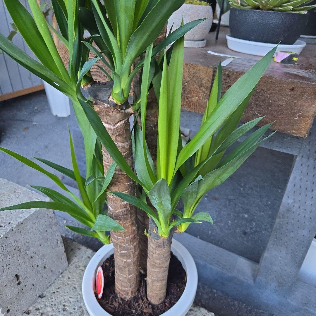 ①　ユッカ　エレファンティペス　８号　最高等級極上品‼️4本立ち