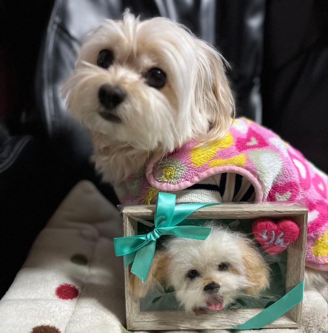 わんこ限定　うちの子プレート　羊毛フェルト作品