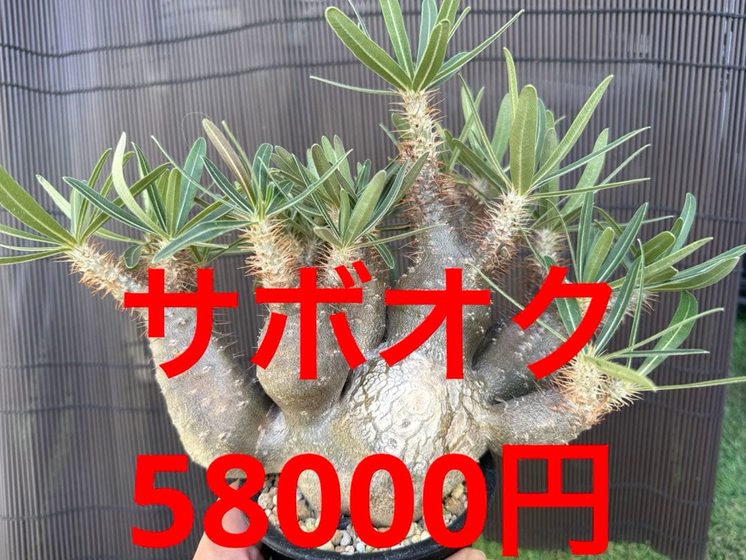 パキポディウム　グラキリス　多頭　コレクション株