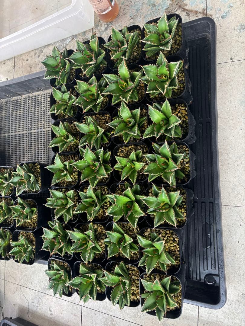 バナナシェイク