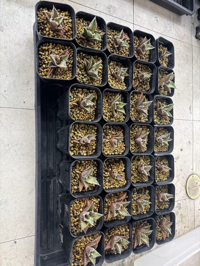 バナナシェイク