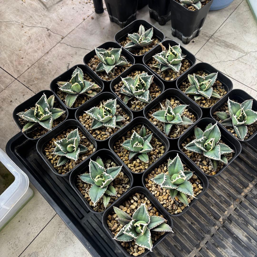 バナナシェイク