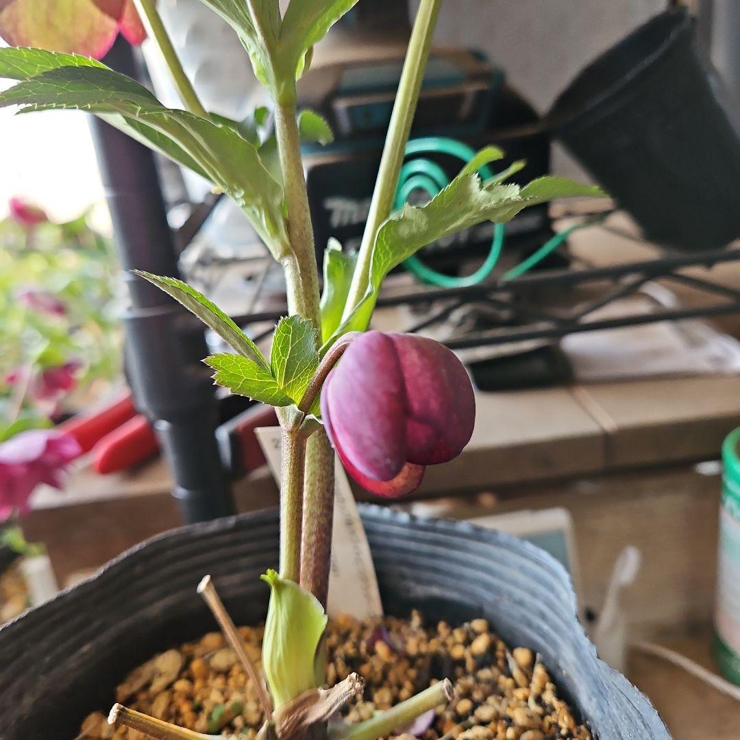 みぃ様お取り置き苗㉖-260クリスマスローズ