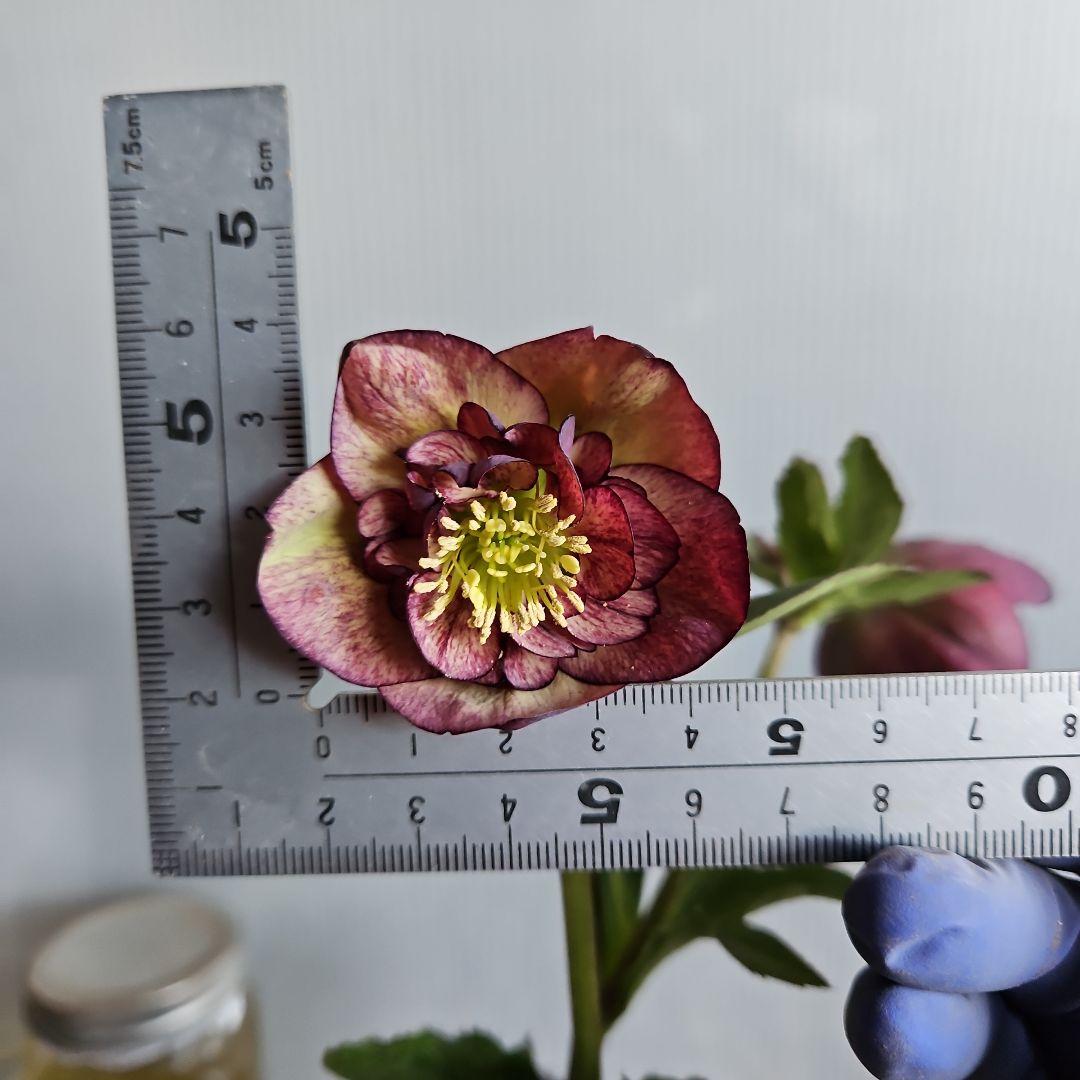 みぃ様お取り置き苗㉖-260クリスマスローズ