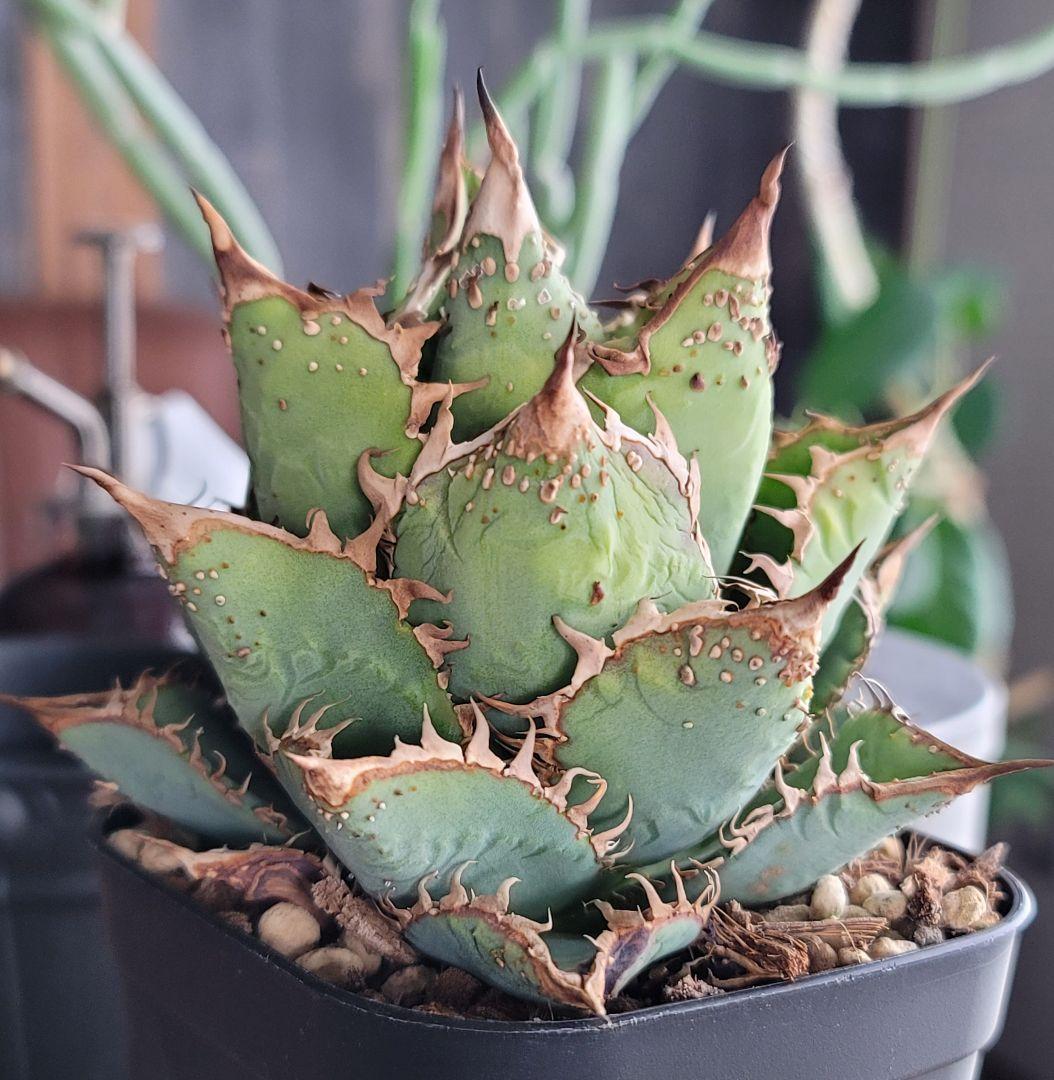 金蟾　親株　アガベ