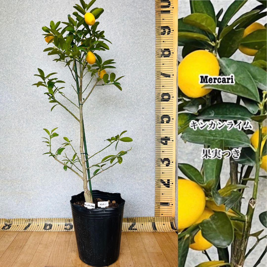 4年生　果実つき　キンカンライム接木苗／ハイブリッドライム　樹高90cm