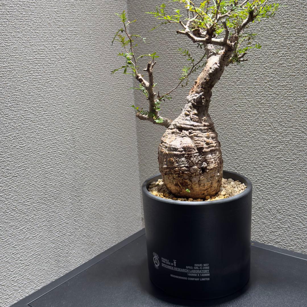 オペルクリカリア パキプス 鉢（SRL）ごと