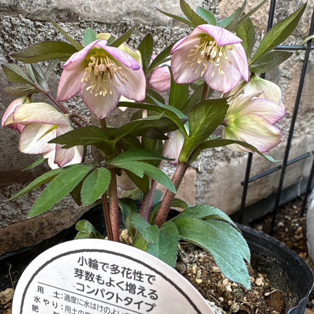 クリスマスローズ・プチドール