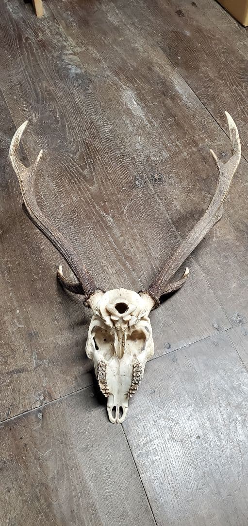 ニホンジカ雄　成獣約80kgの個体　トロフィー