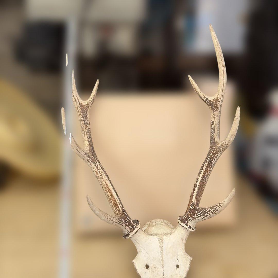 【1点もの] ハンティングトロフィー　鹿の角　頭蓋骨　日本鹿