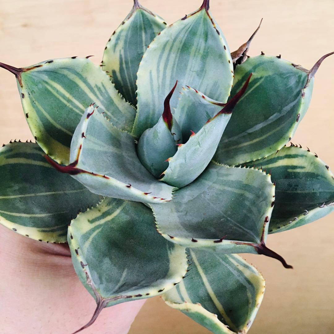 22-7 ライムストリーク TC大株 アガベ パリー トランカータ錦